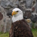  Bald Eagle, Otavalo, Ecudaor 2010